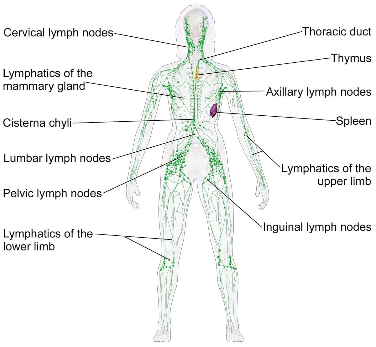 the lymphatic system